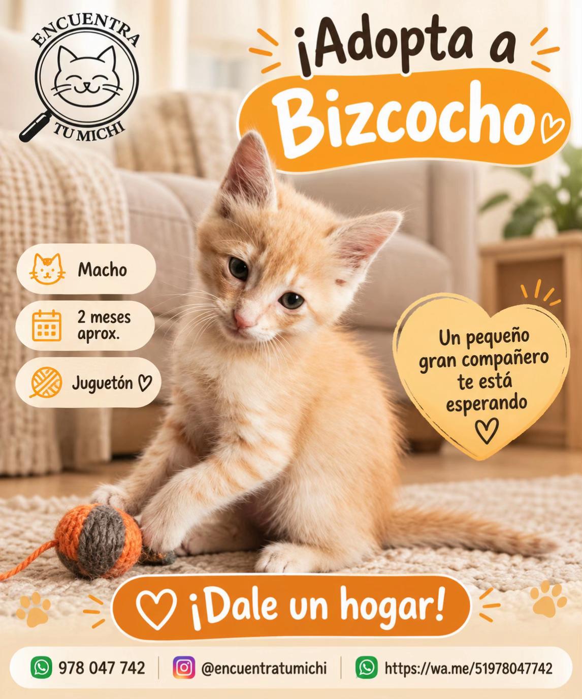 @Encuentra tu Michi