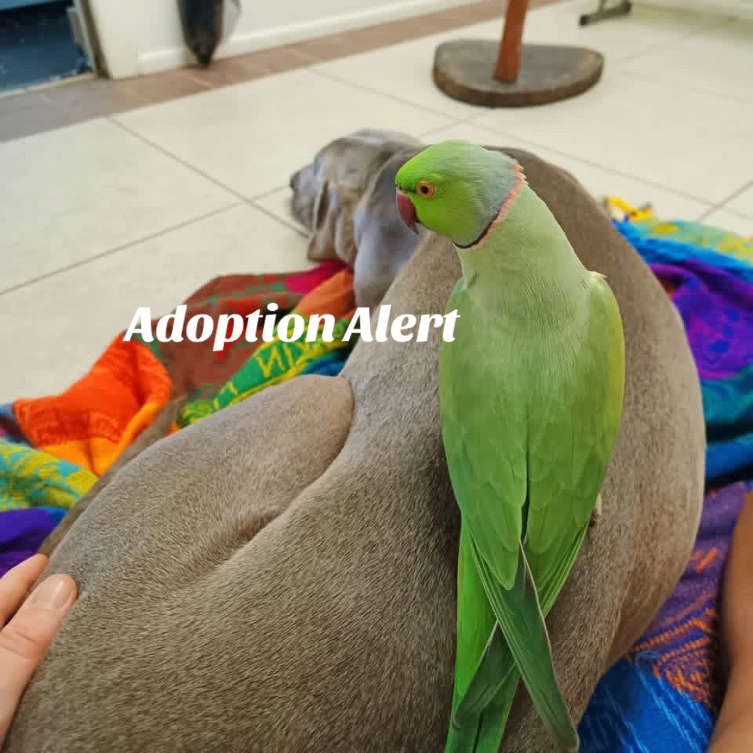 @Ring-necked Parakeets