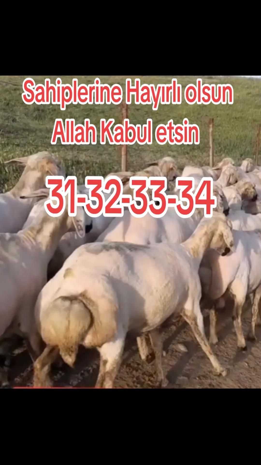 @✎﹏﹏𝐾𝑎𝑑𝑖𝑟 Ş𝑎ℎ&icirc;𝑛﹏﹏
