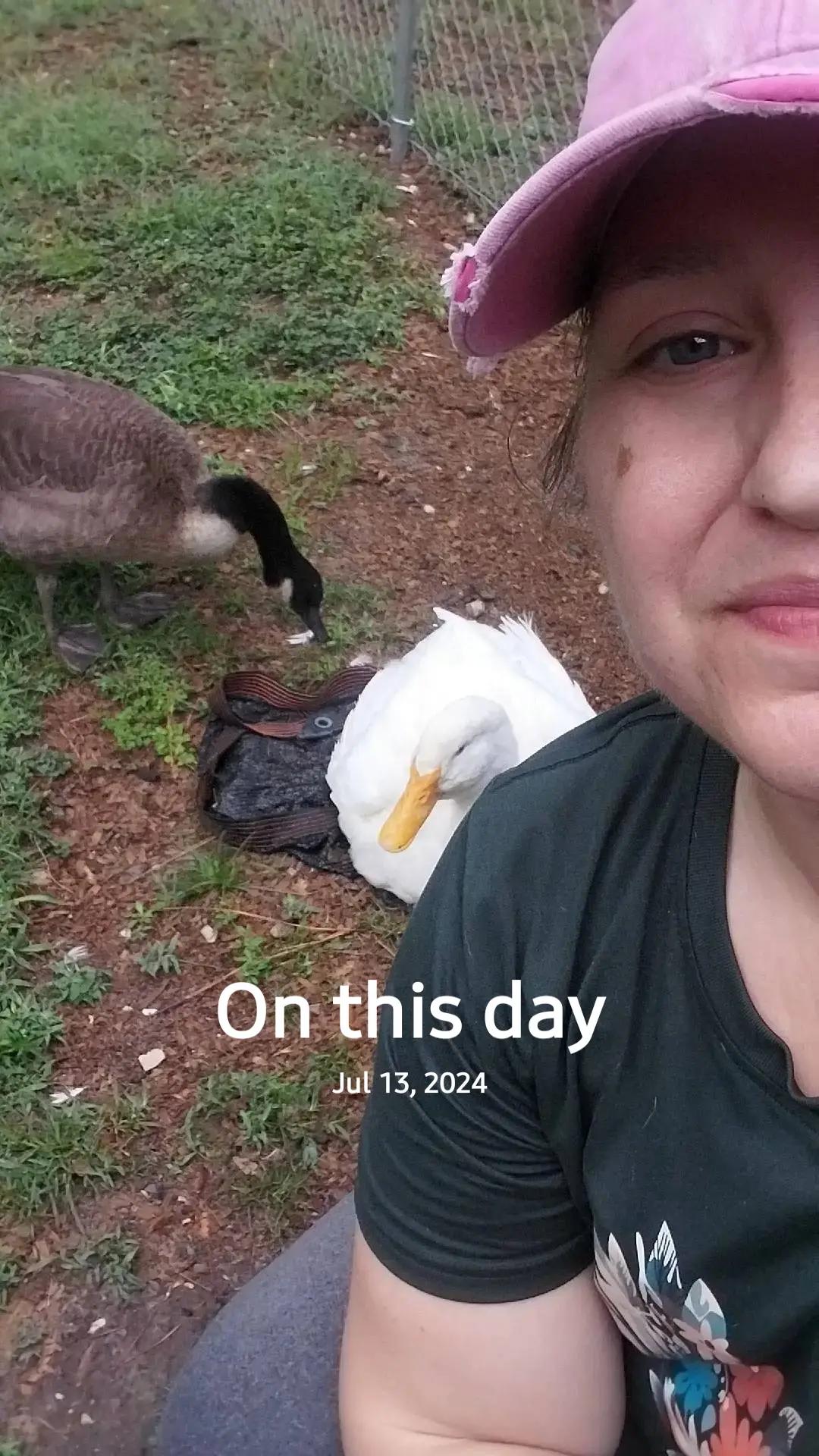 @aducknamedgoose
