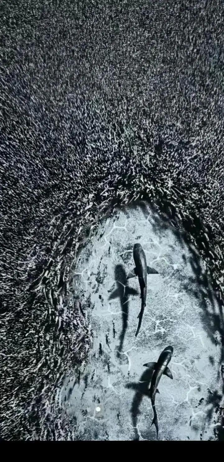 @💲♢ حمودي البياتي ☆★