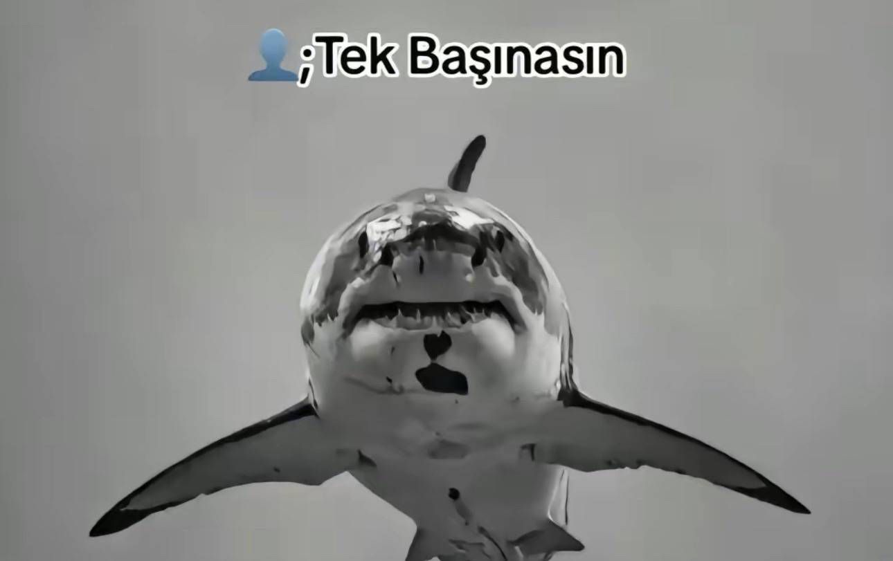 @Ş A K O