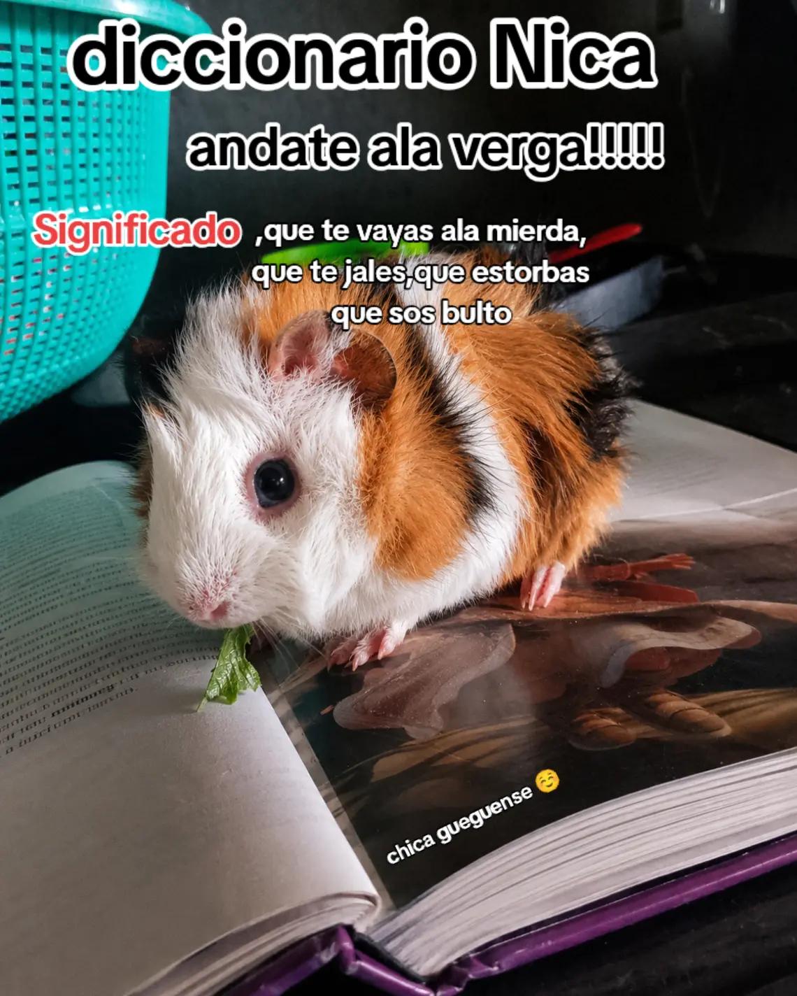@chica gueguense505