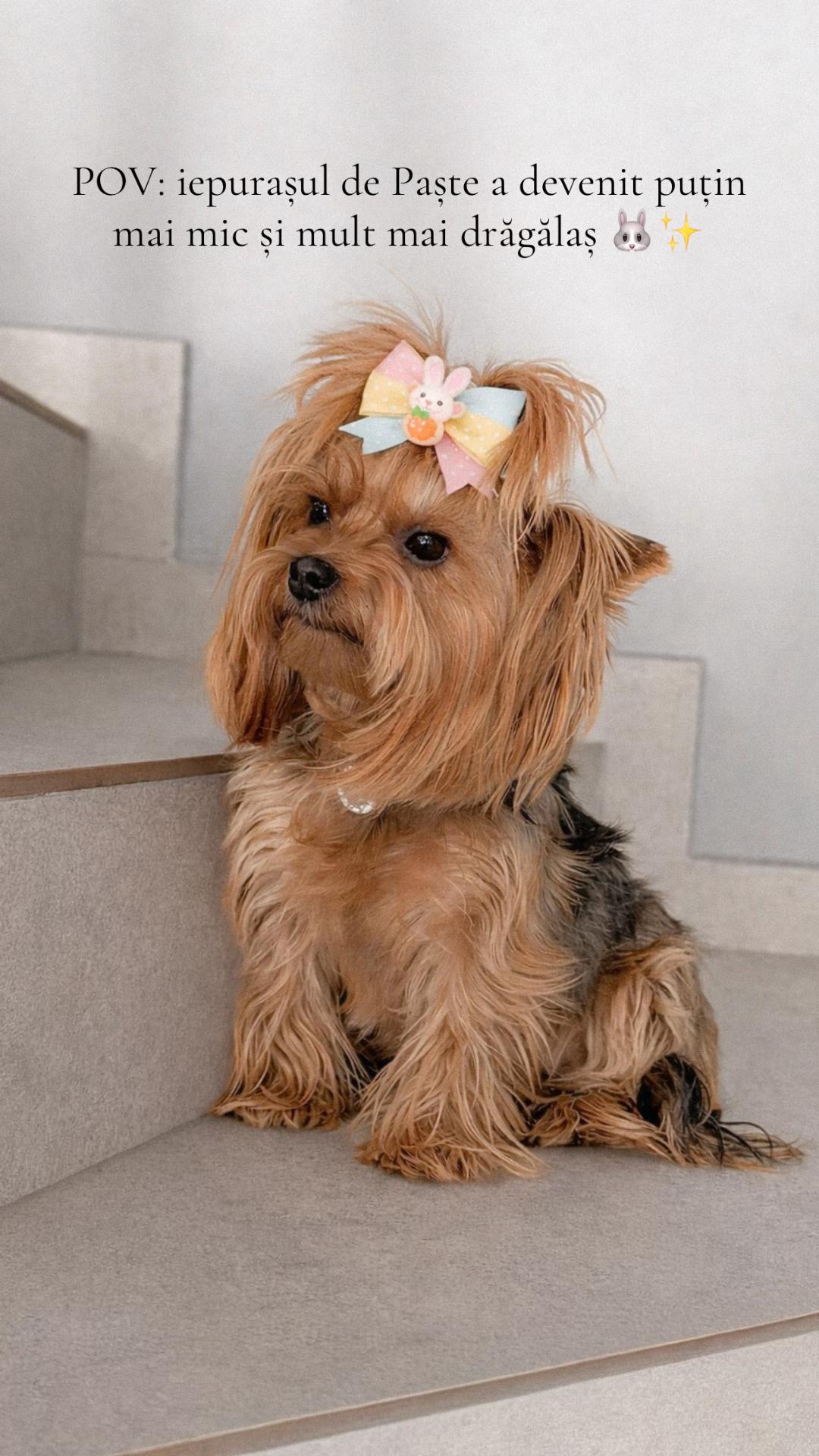 @Chicago & Tokyo | The Yorkies