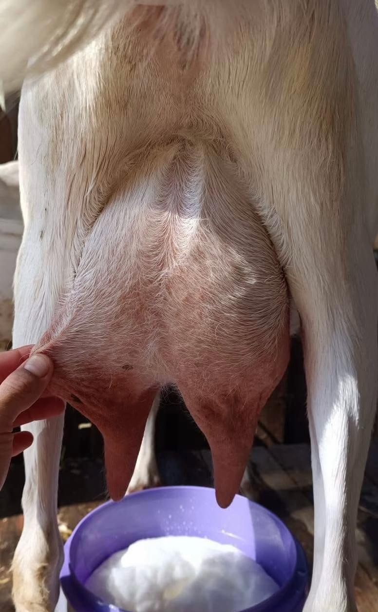 @Goat Farme🐐❤️