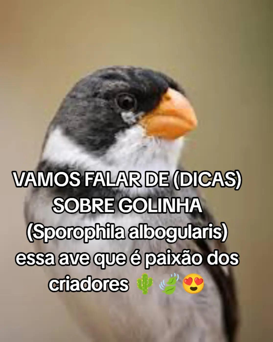 @JR_DO_AZULAOšµ