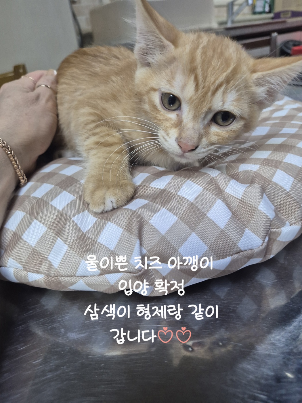 @🩵냥냥이하우스 13냥3멍💜