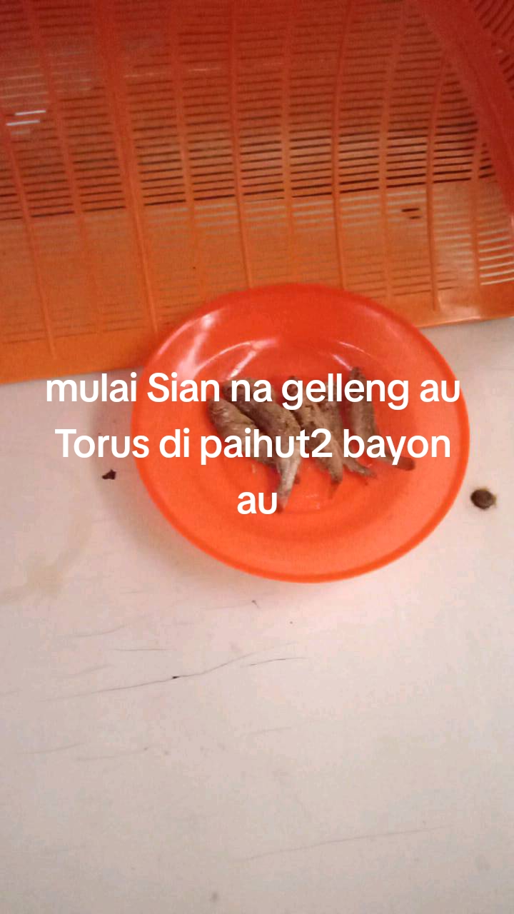 @prengki
