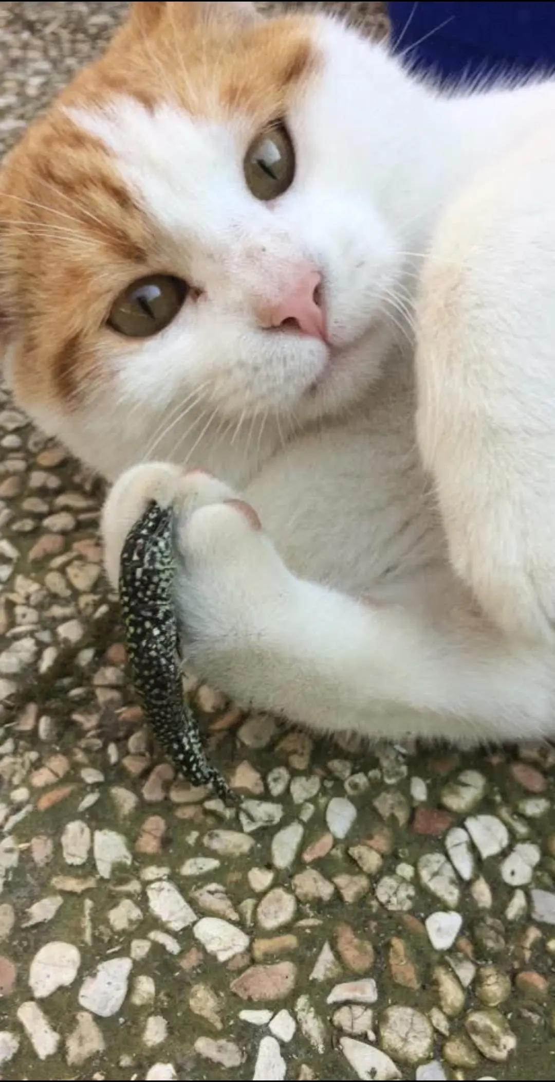 @ᛕᗩ丅ᗴ
