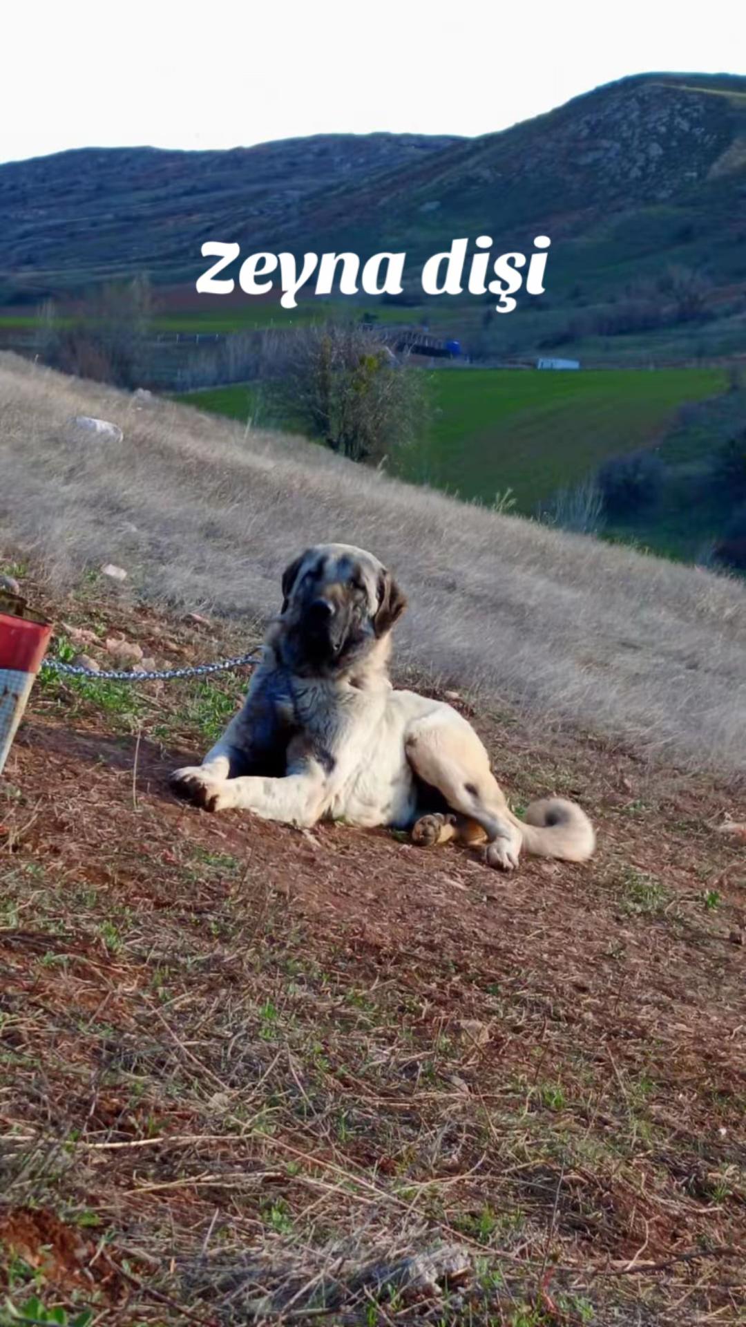 @🇹🇷Sivas Kangal Köpeği 🇹🇷