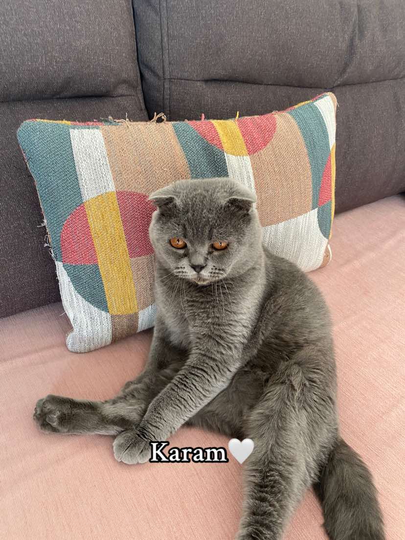 @HAZAL