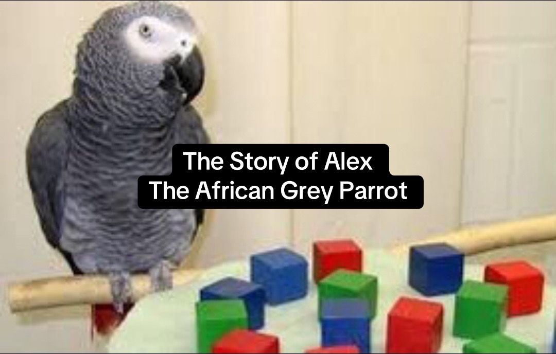 @AnimalTime