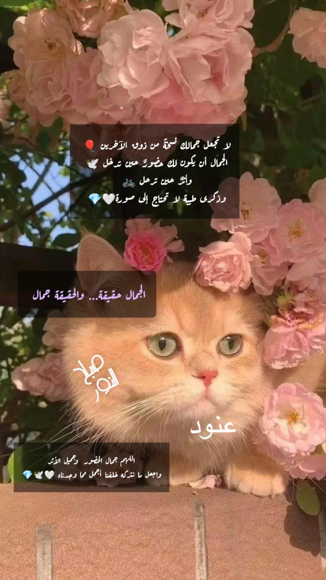 @Dr. Bint Al-Janoub