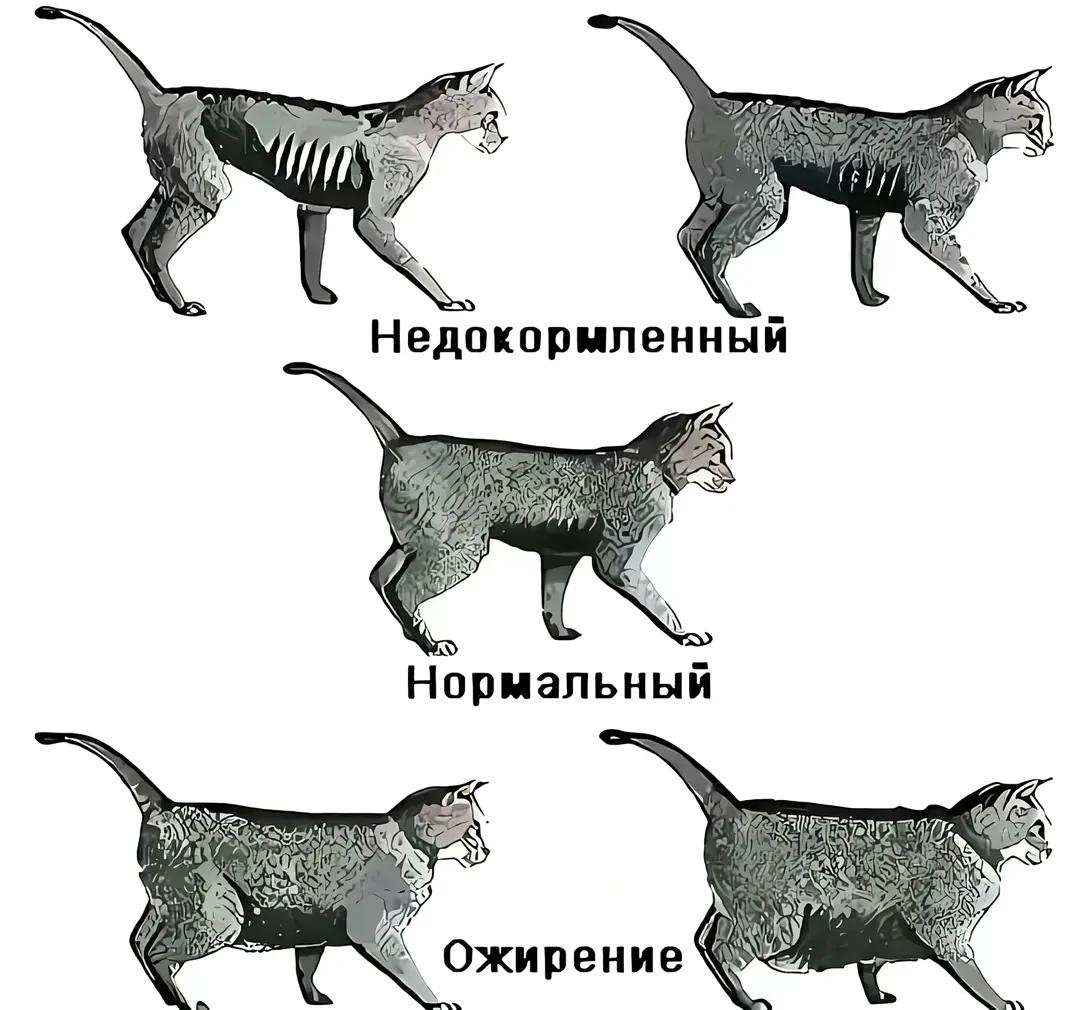 @Куль