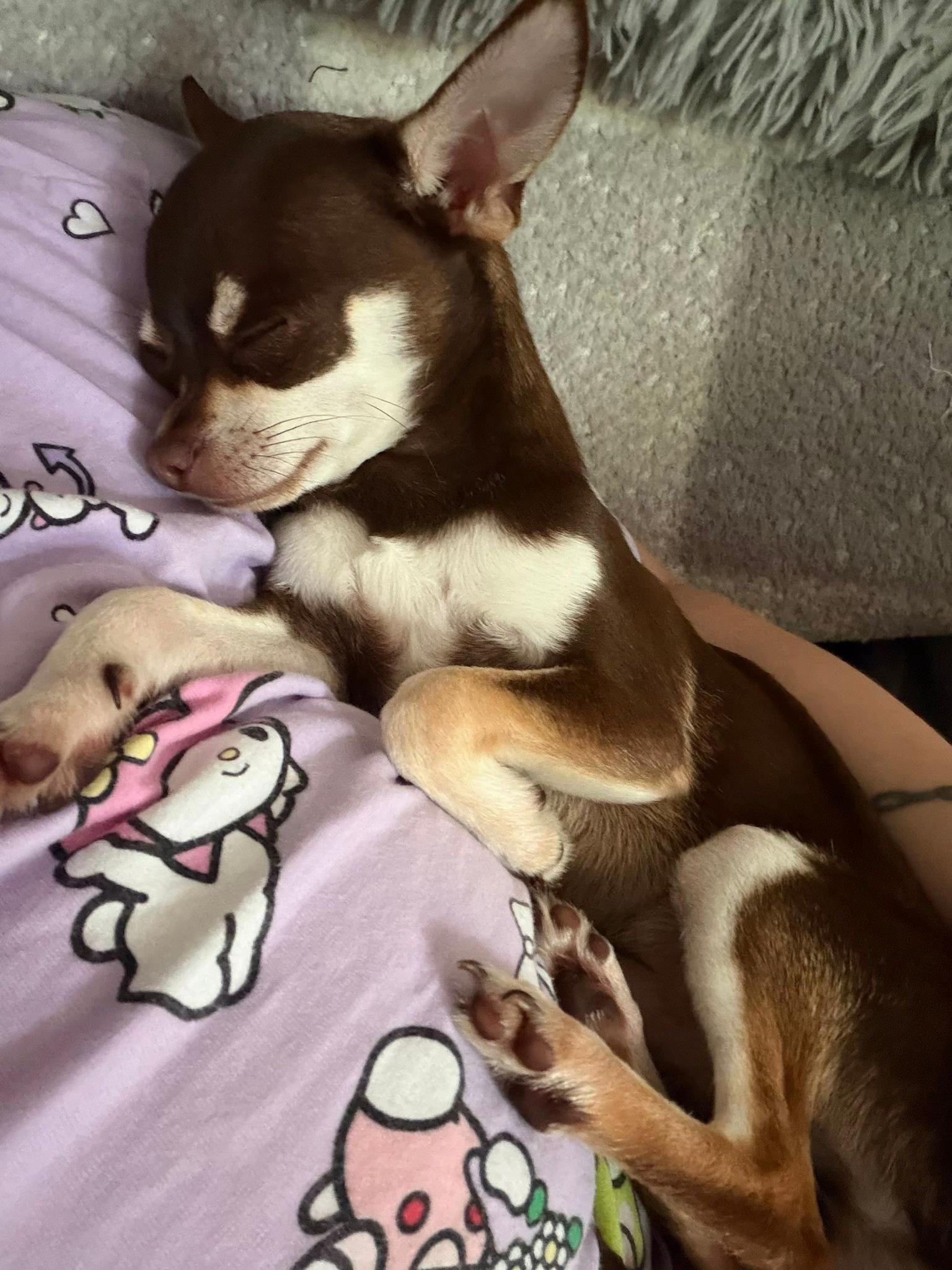 @Suffolk Chihuahuas