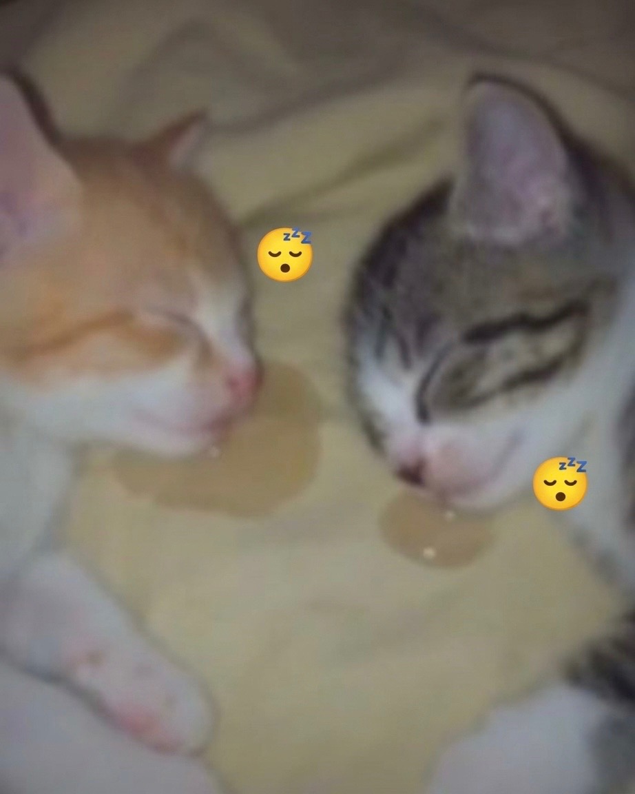 @cat memes