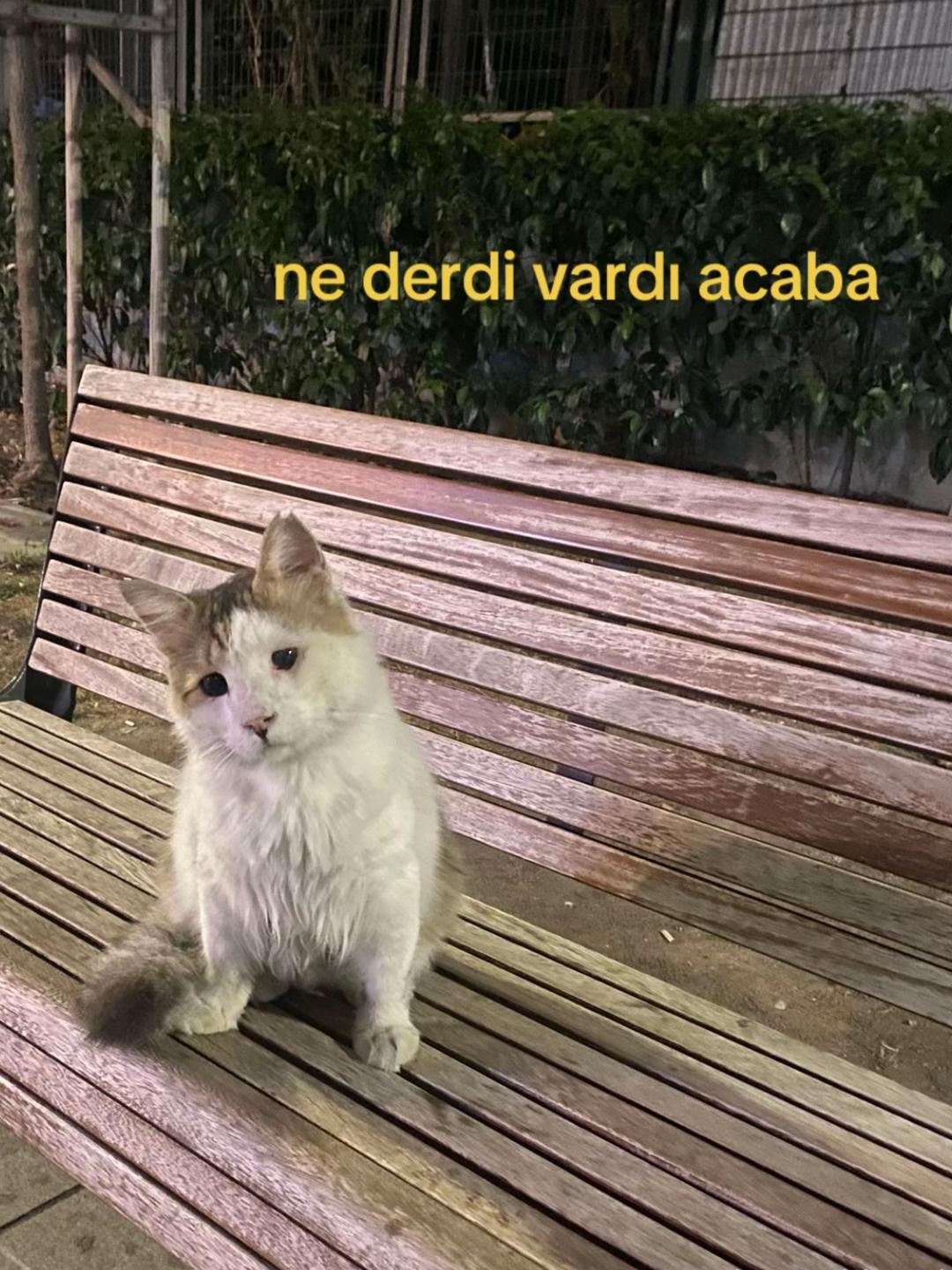 @baar