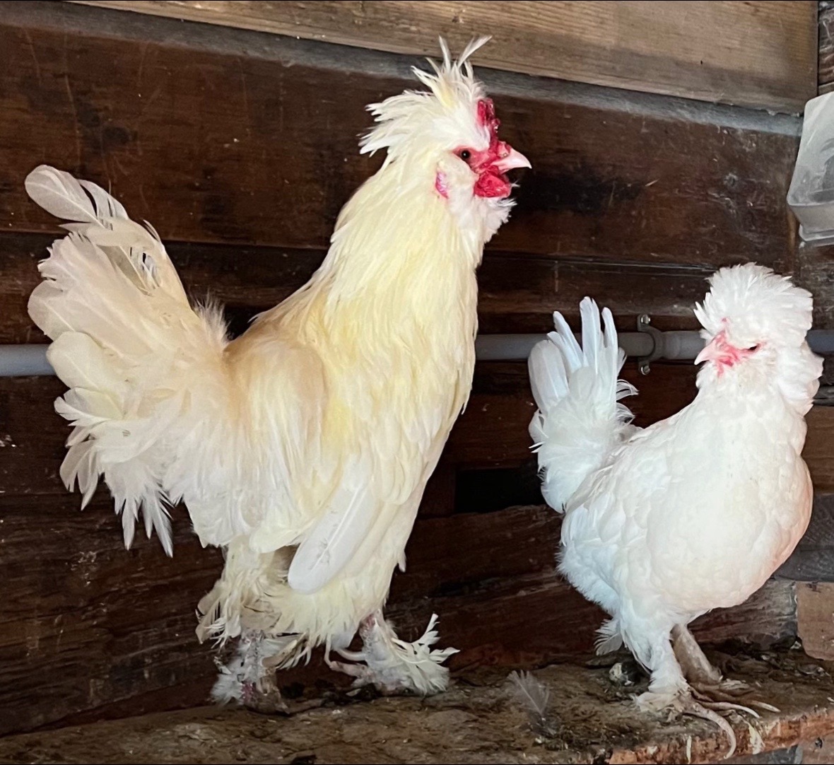@Kitzman&rsquo;s Farm Sanctuary