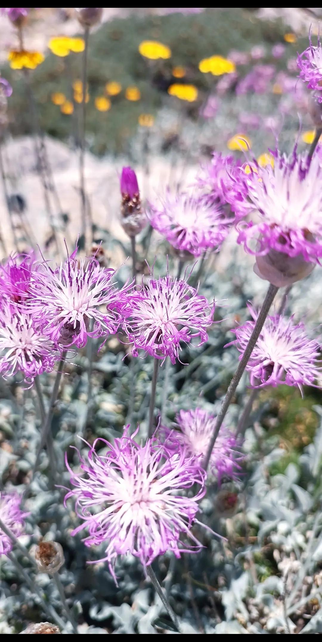@DAĞCI.46