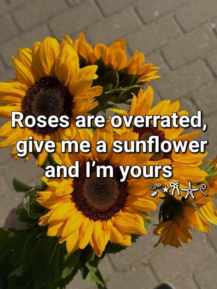 @💛  sunflower💛