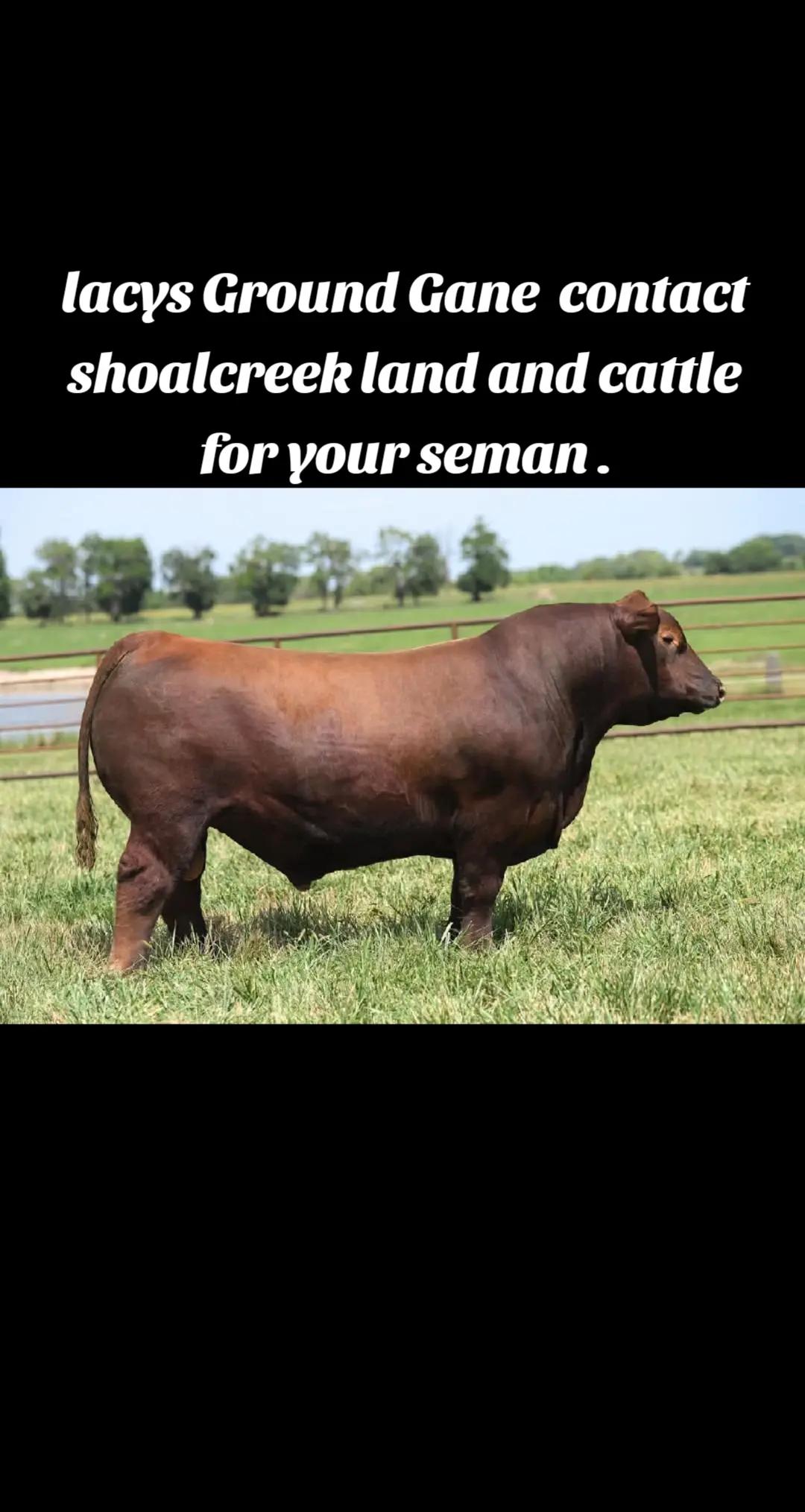 @hoggerwsa
