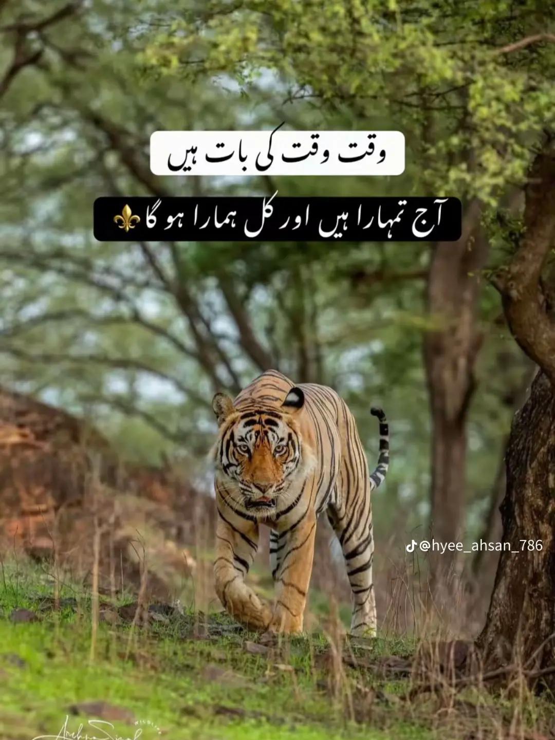@😉sultan 🦁sheikh🦁 506😚