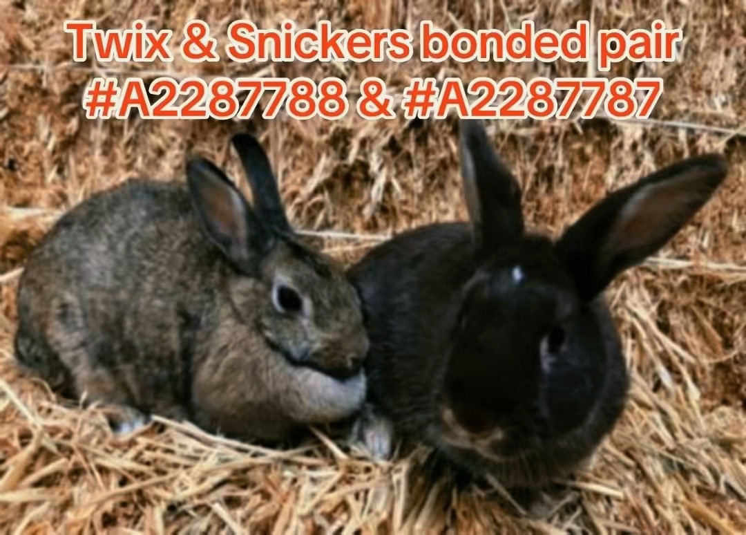 @Bunniesofeastvalley