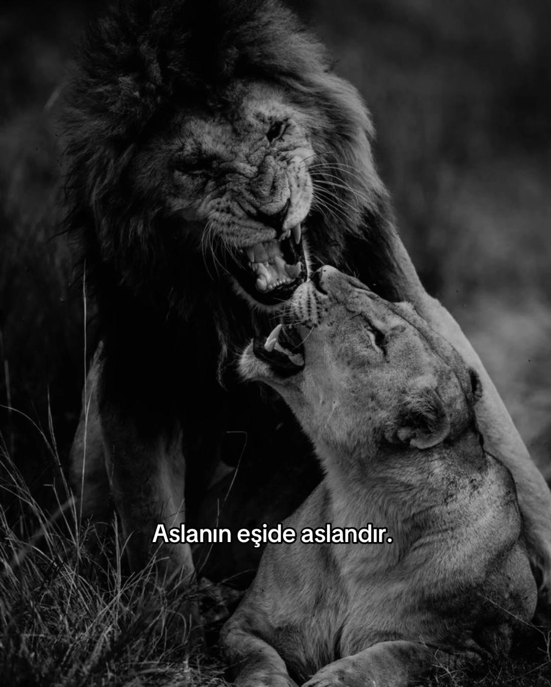@𝓐𝓽𝓪𝓴𝓪𝓷.𝓛𝓾̈𝓽𝓯𝓲𝔂𝓮❤️