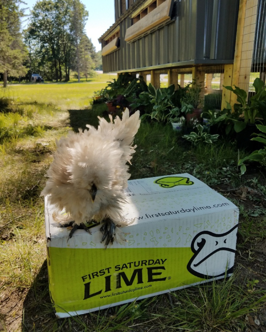 @First Saturday Lime