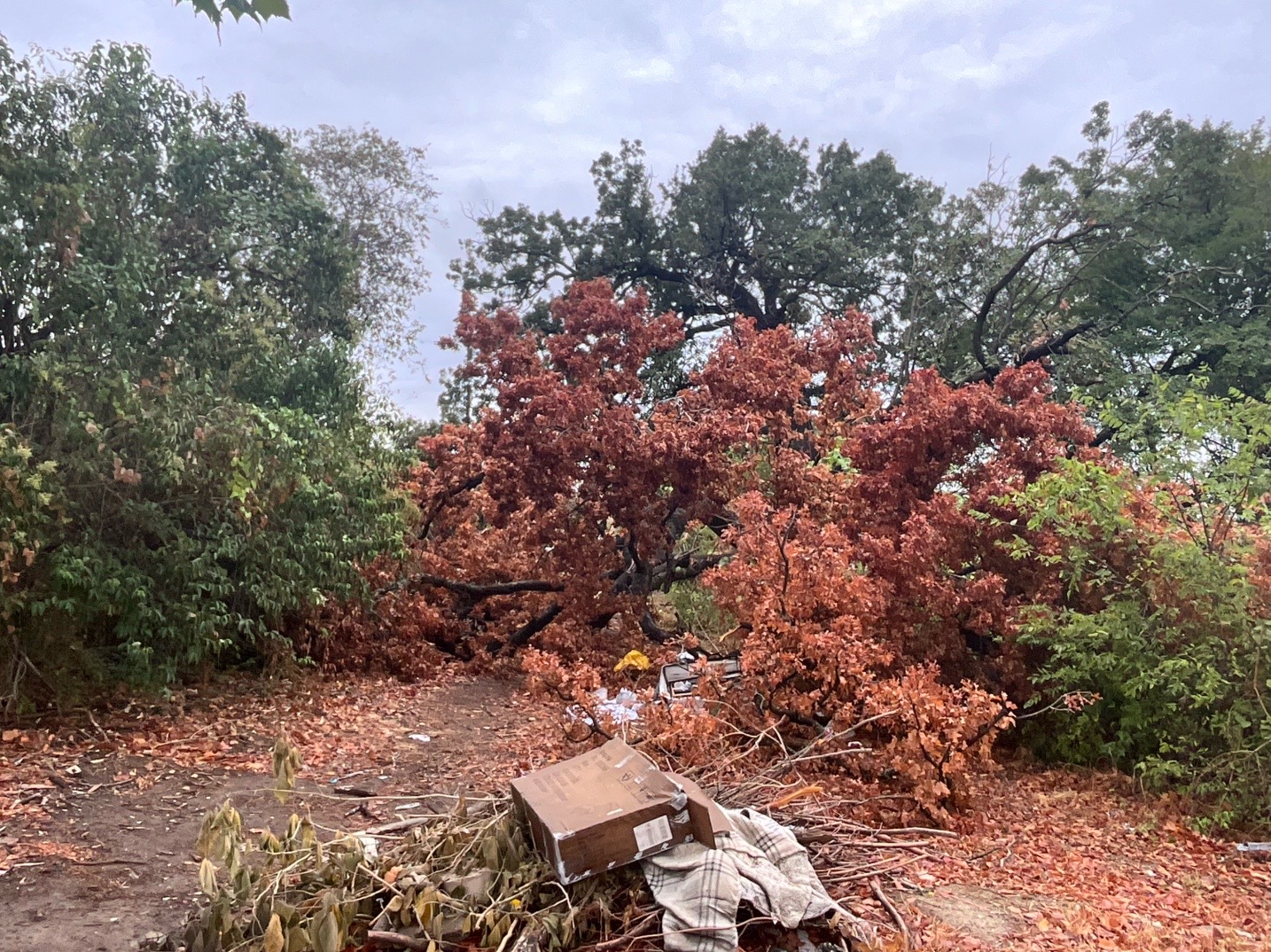 @Live Oak Tree Service