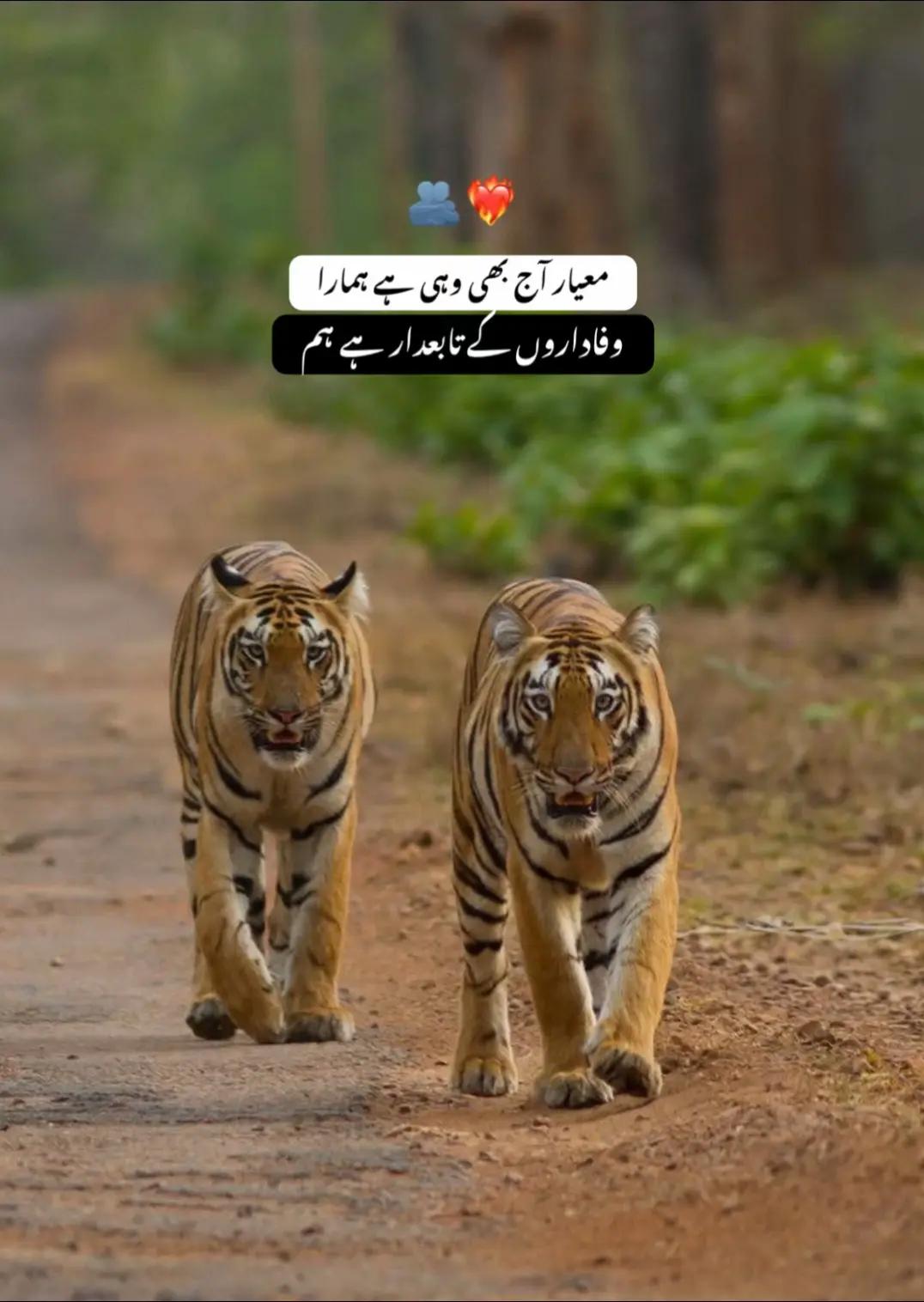@MR. JOGI BRAND