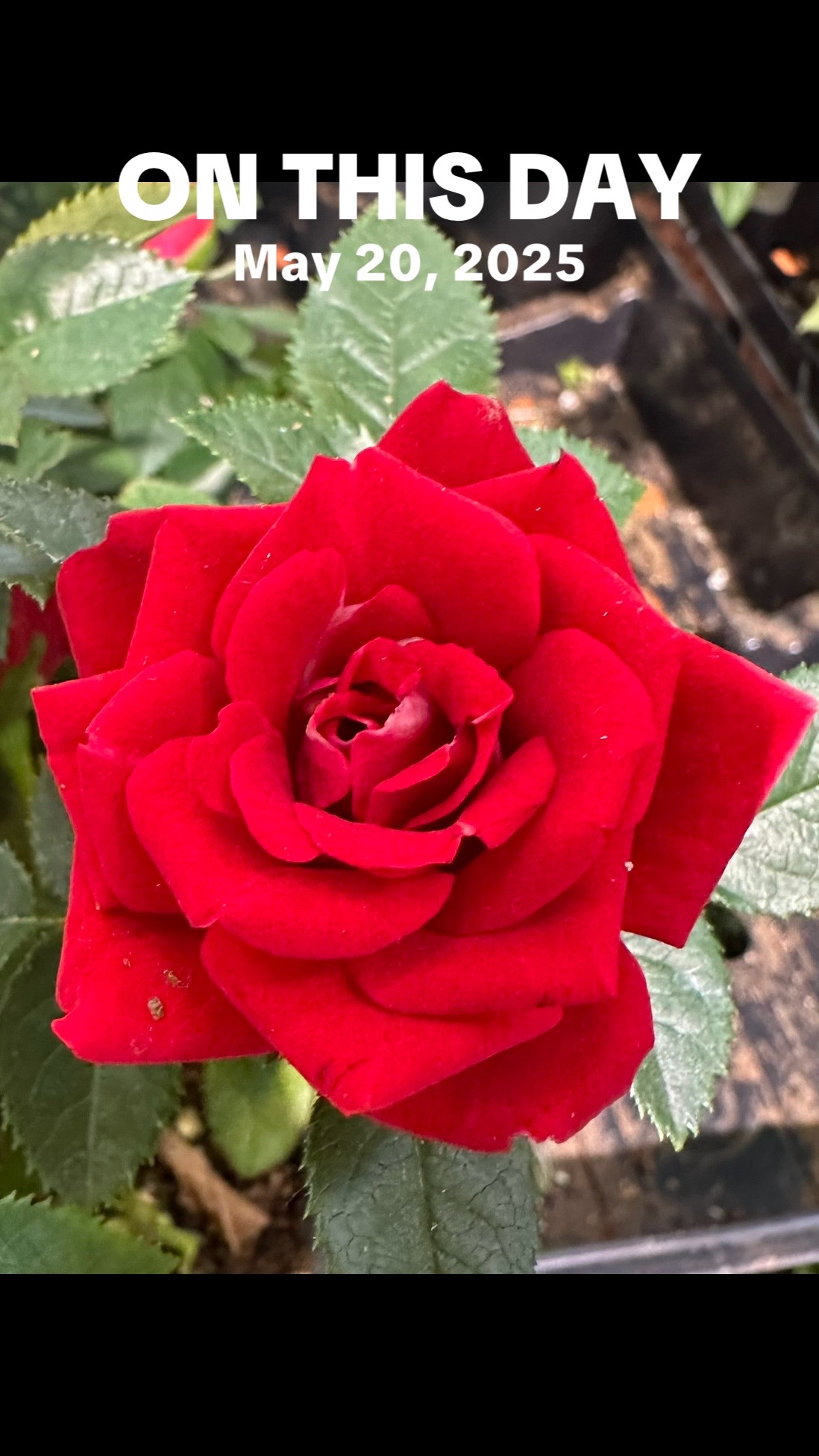 @Donnad