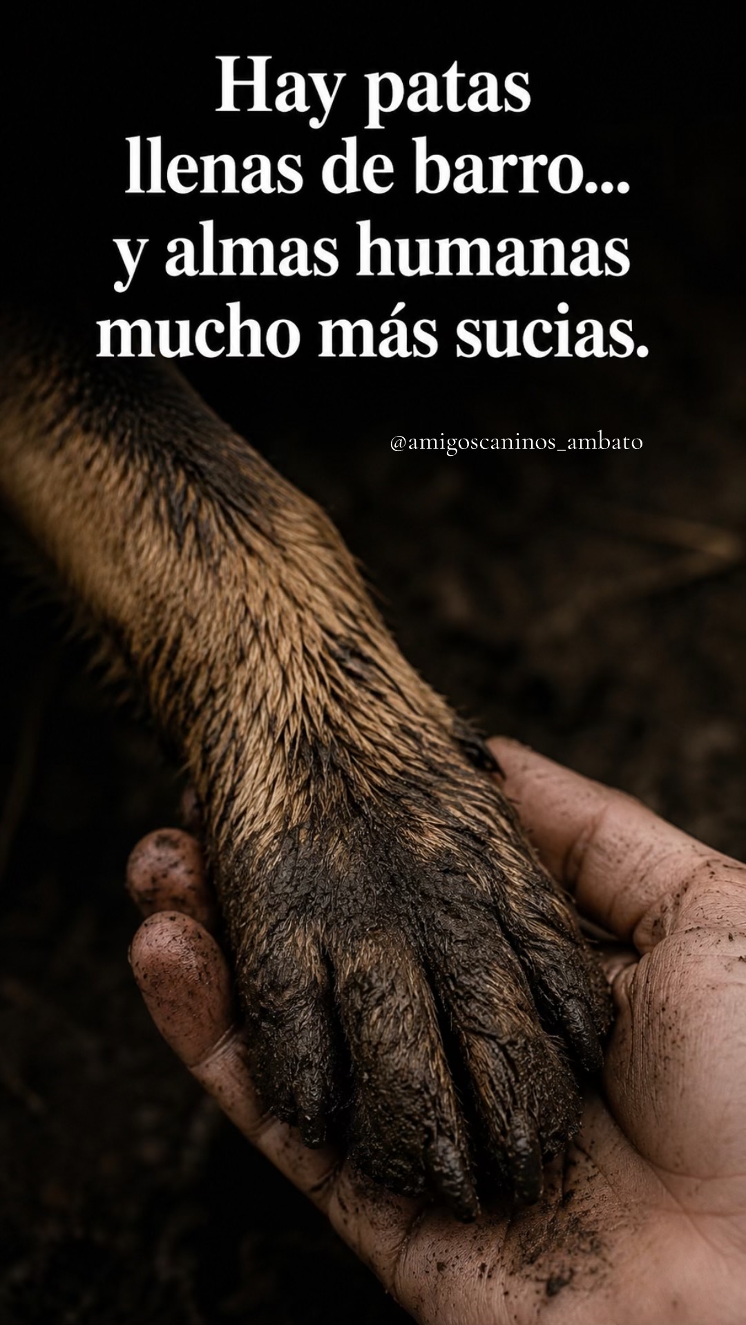 @Amigoscaninos_Ambato