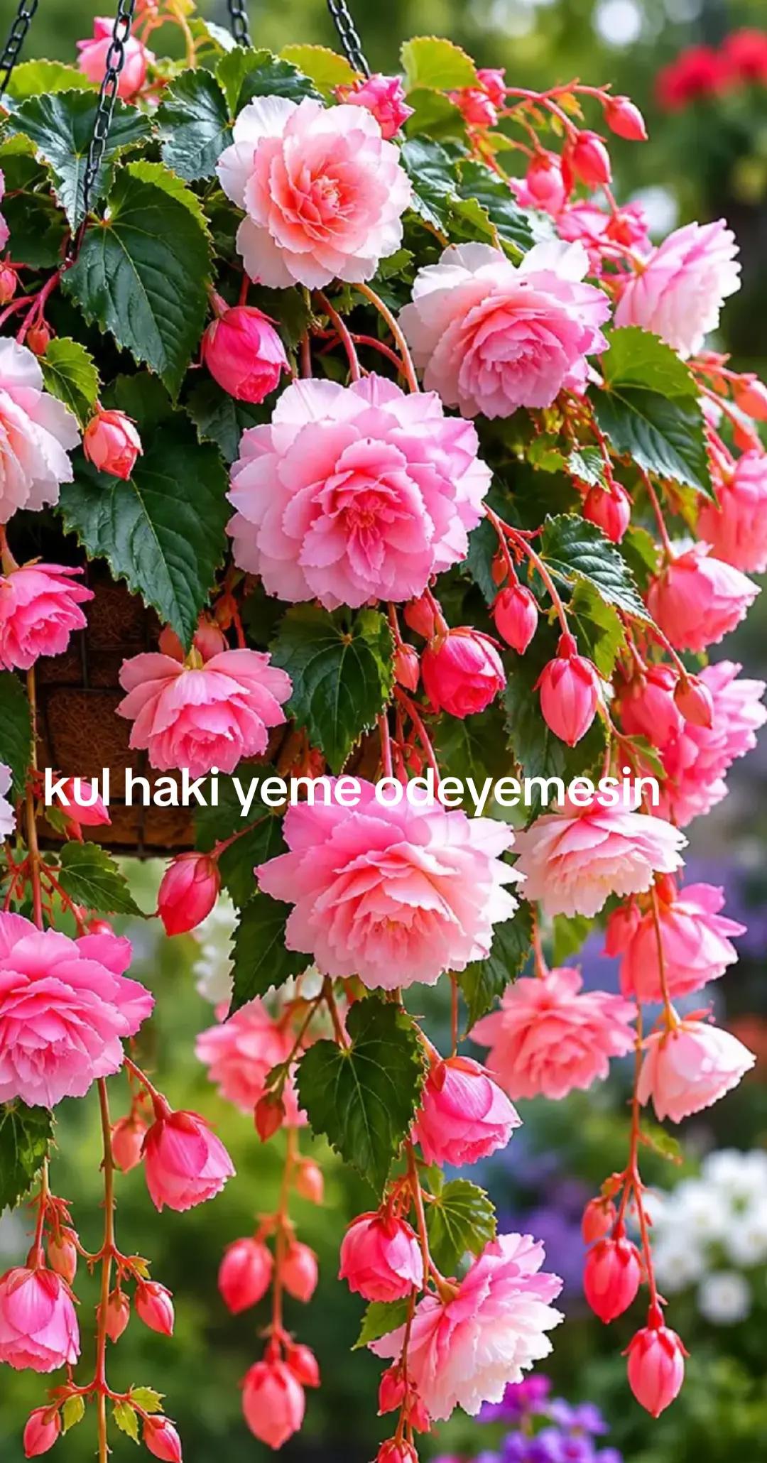@Karako&ccedil;