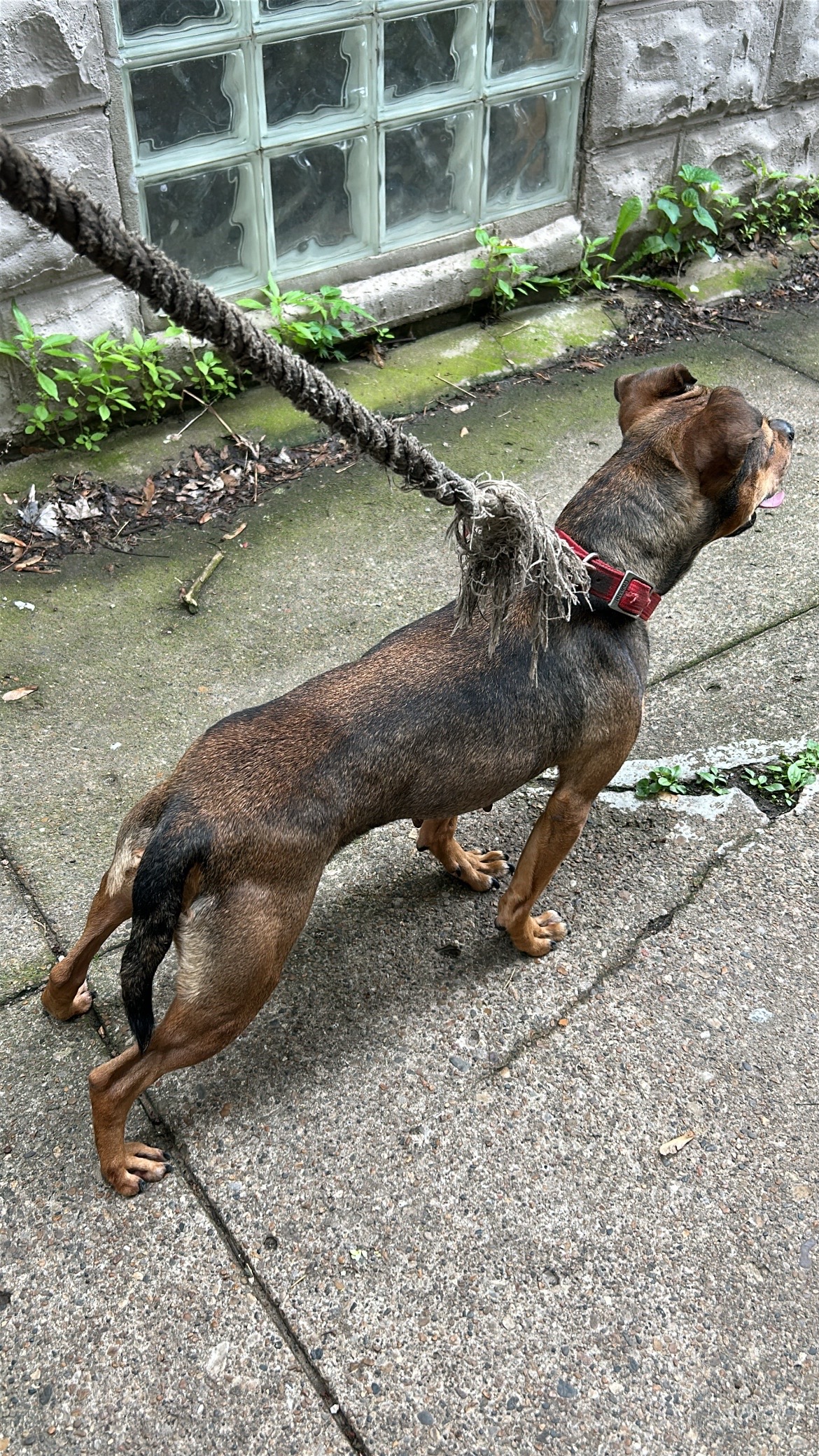 @themreal_hounds