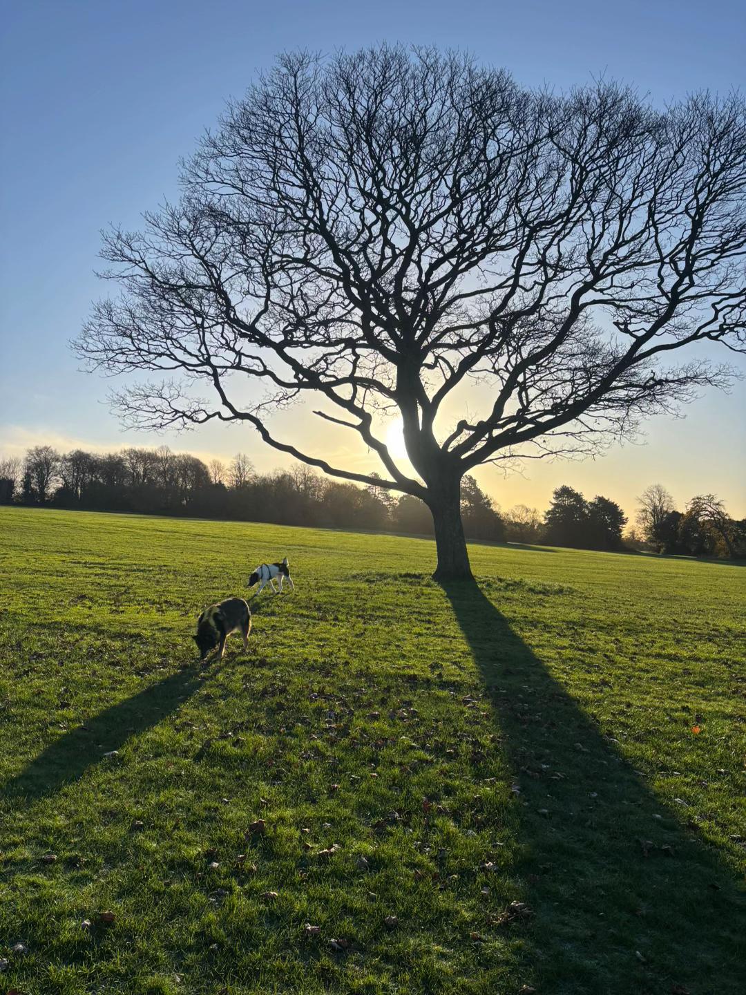 @Hilde Wonky Dog & Pals