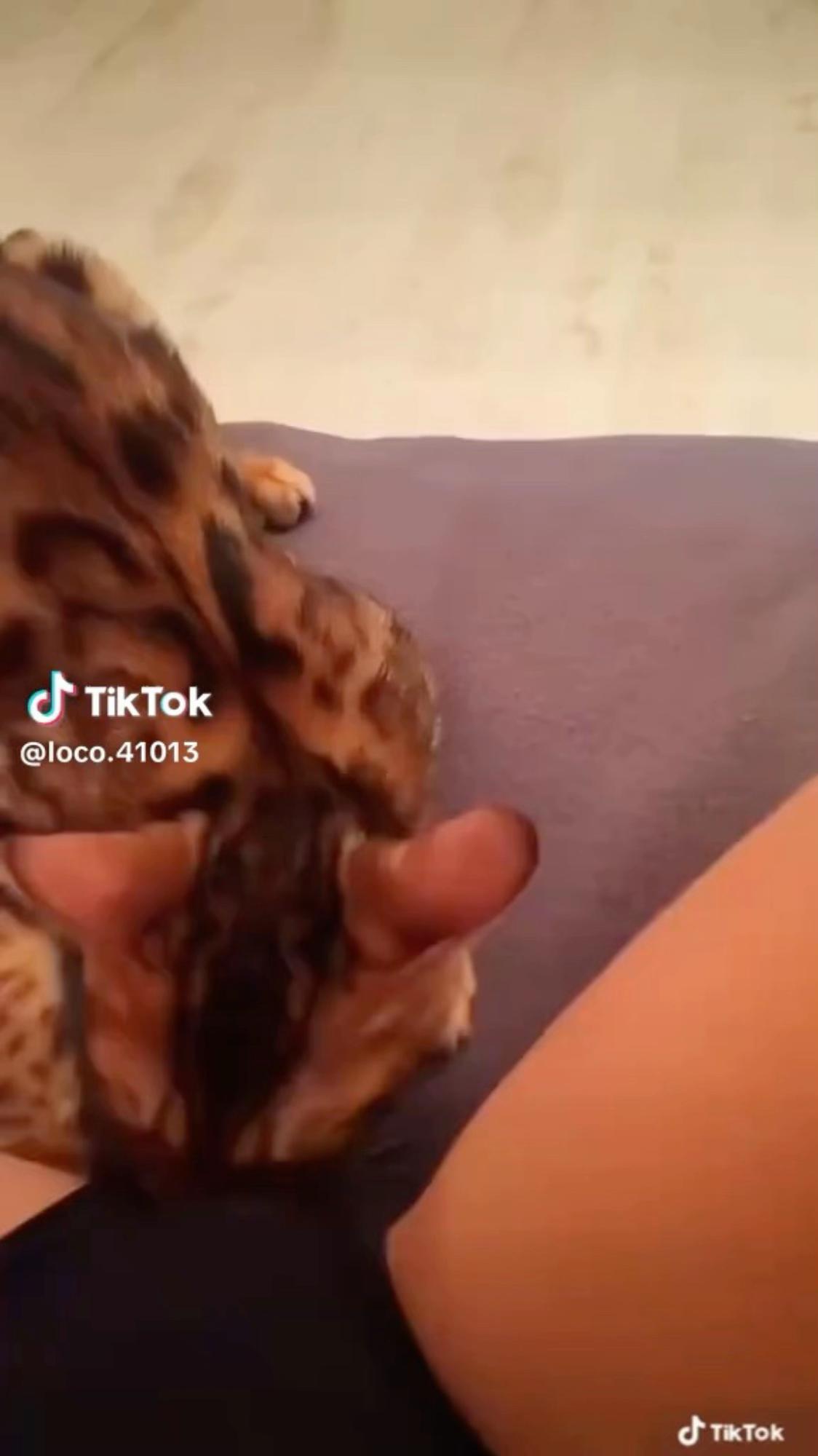 @spider.12k