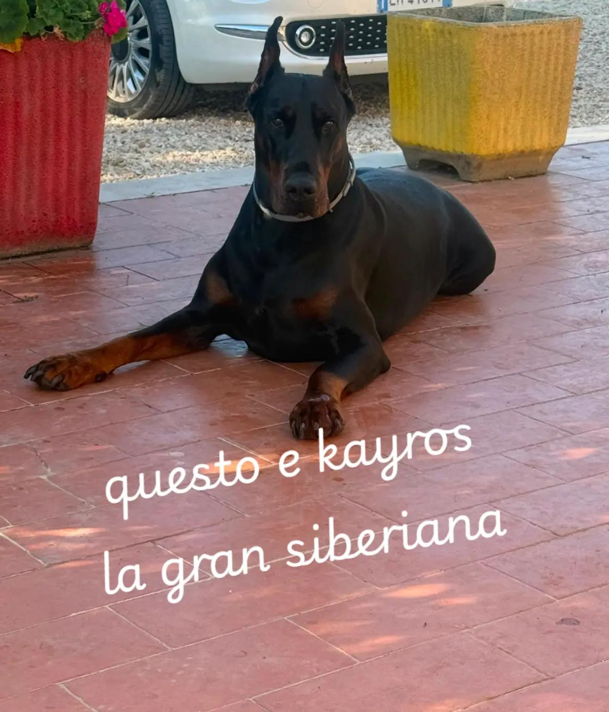 @Giuseppe foggia