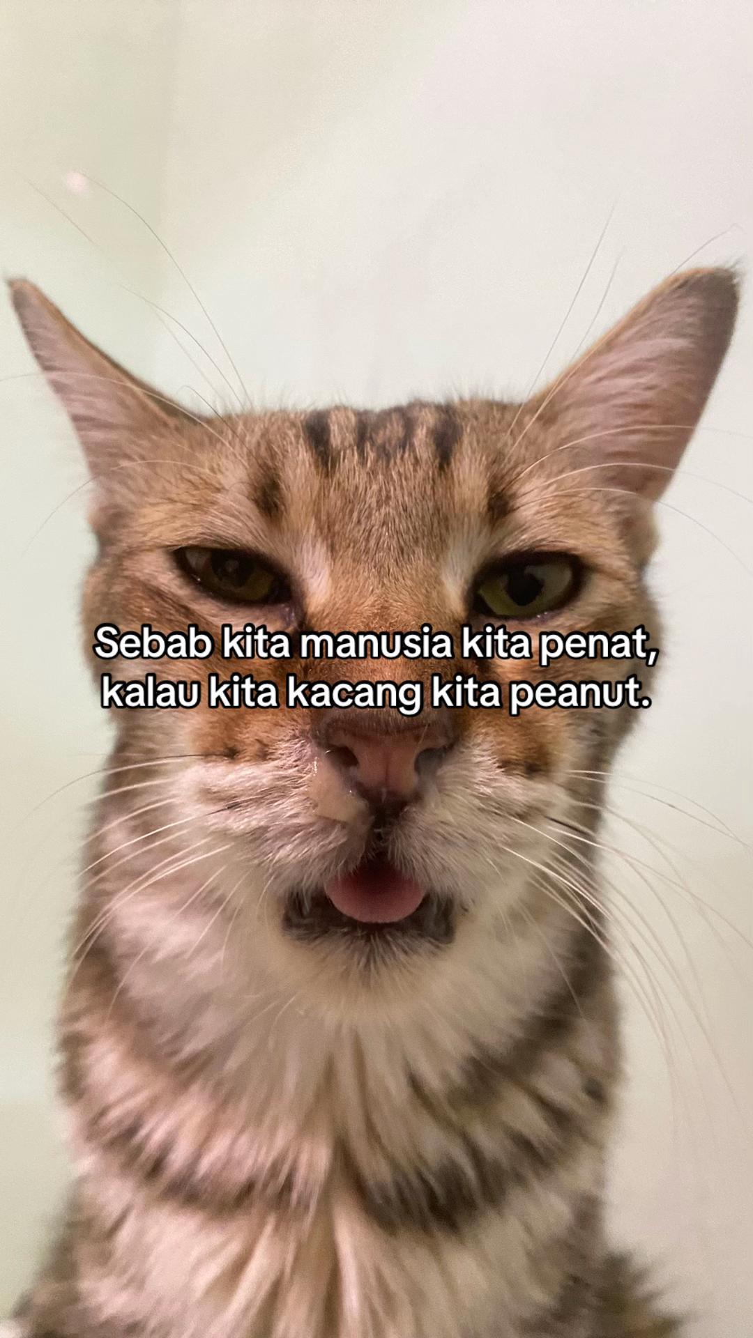 @kucingnyalingga🍉