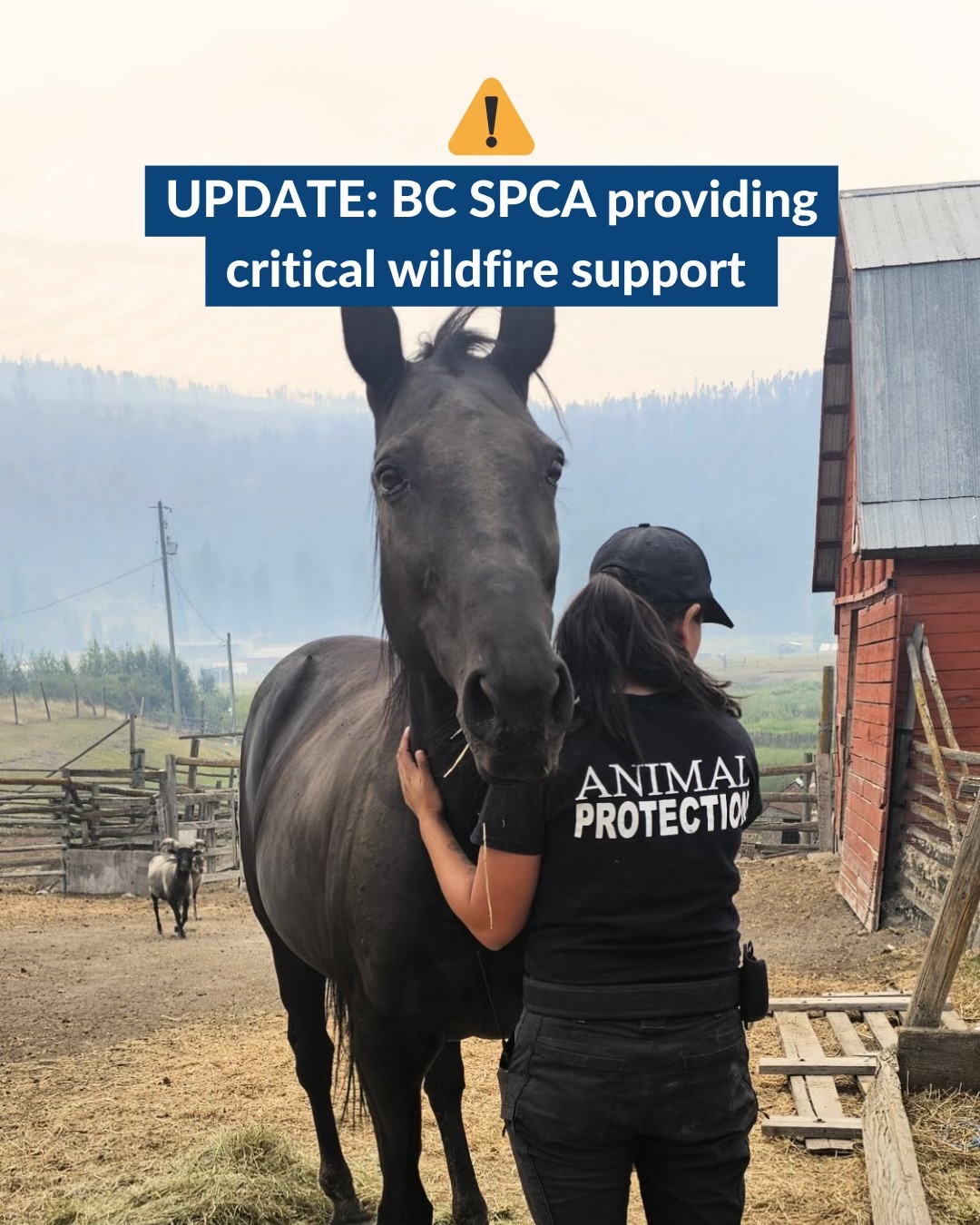 @BC SPCA