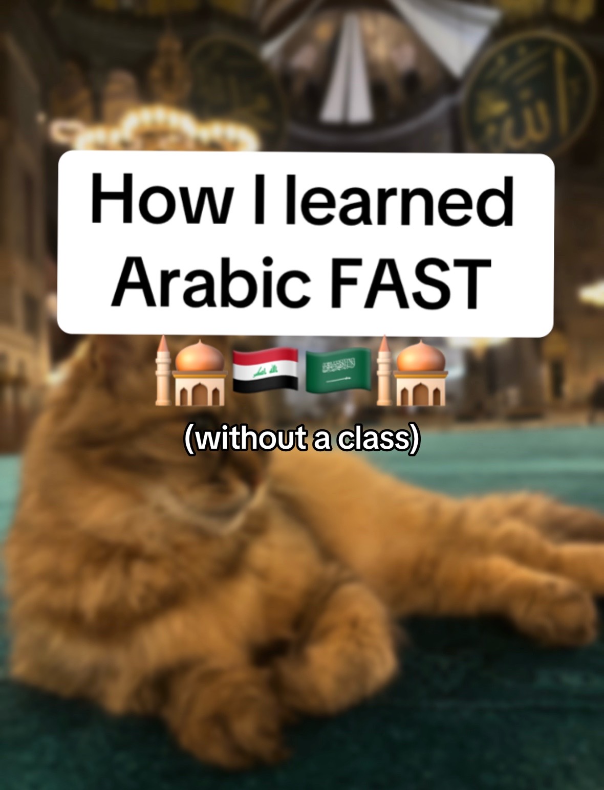 @mahdi.polyglot