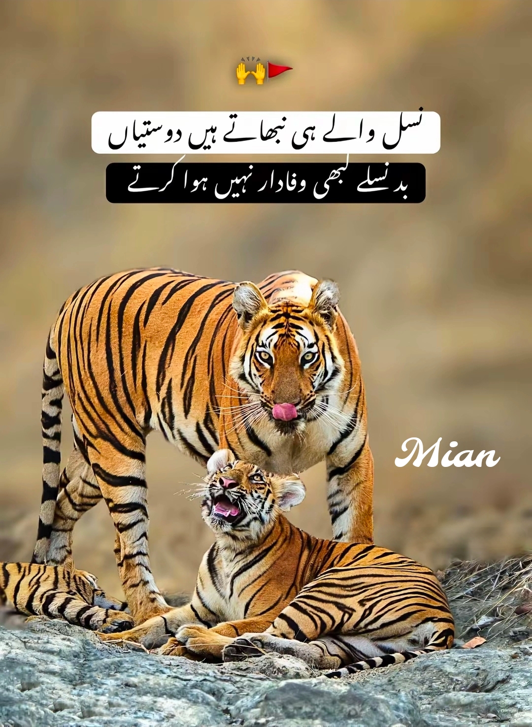 @MianBrand991