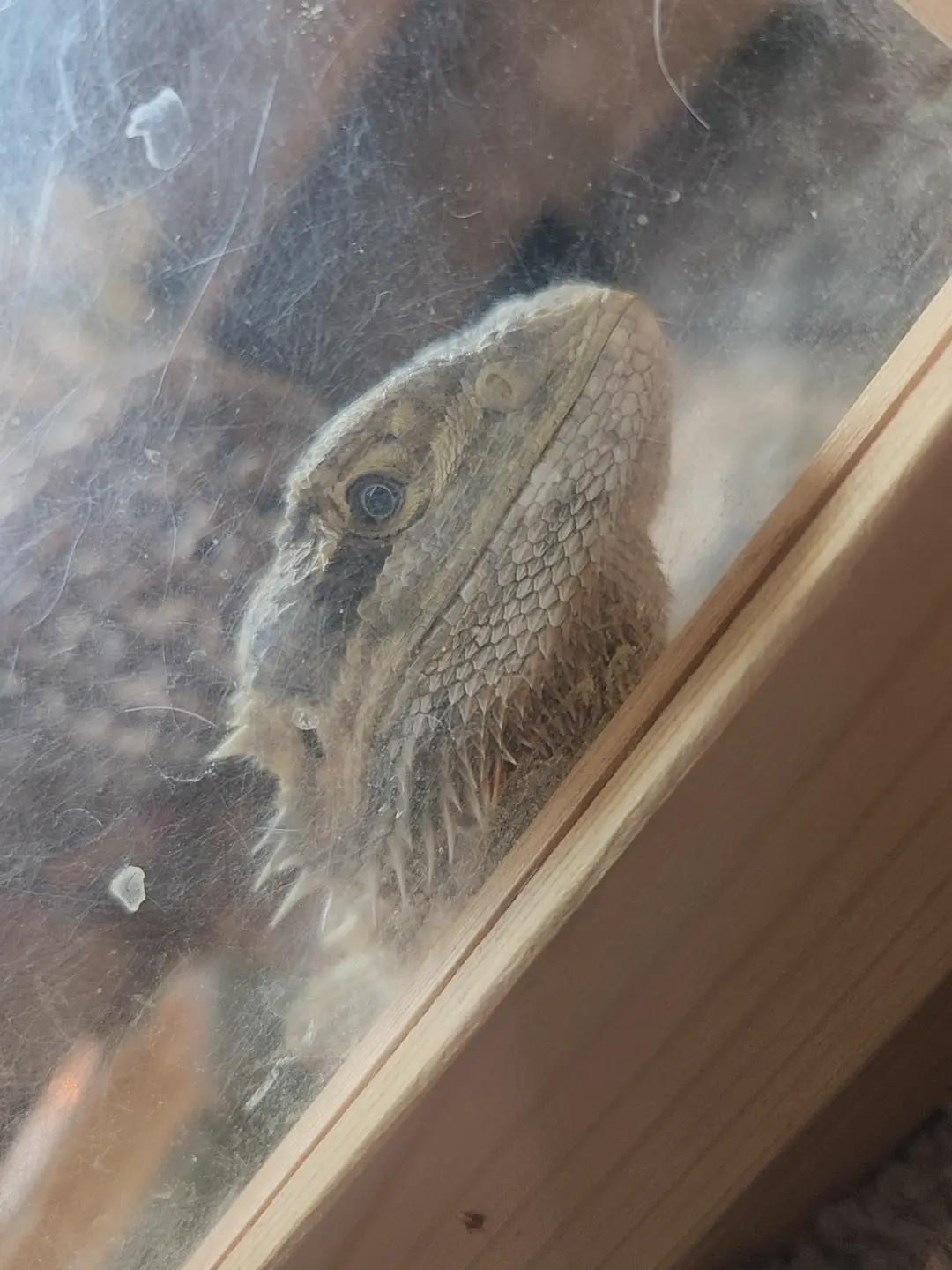 @My beardies & me 2.0