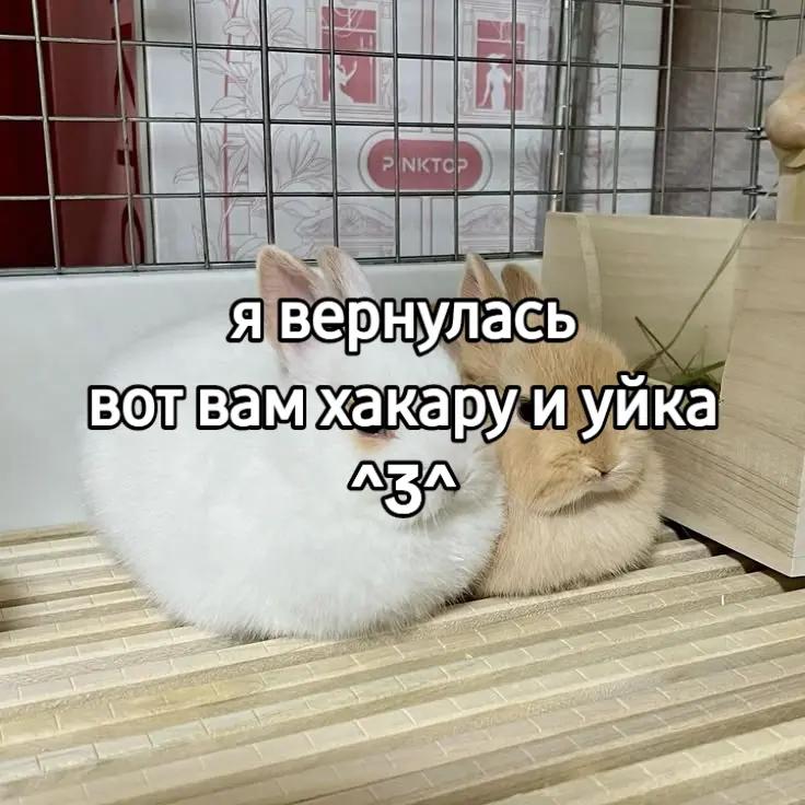 @чокопао 🍅