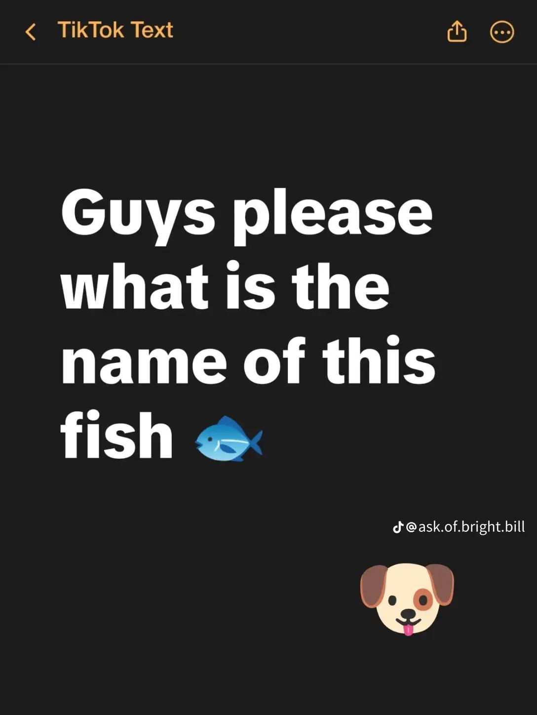 @low key 1235