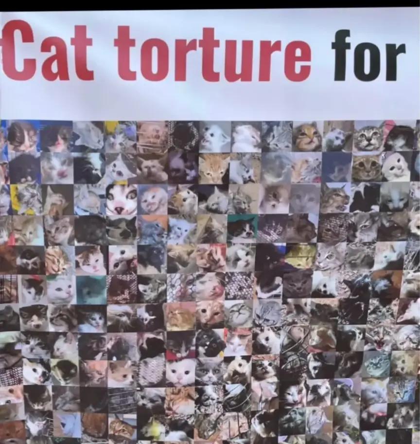 @Resist&ecirc;ncia Felina 🇧🇷