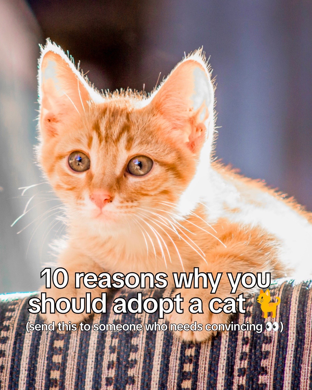 @Adopt a Pet