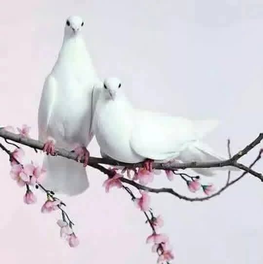 @❤ LAKMI ❤