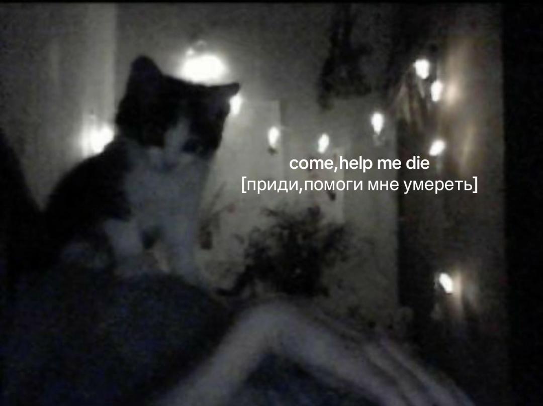 @дашкаа_🪽