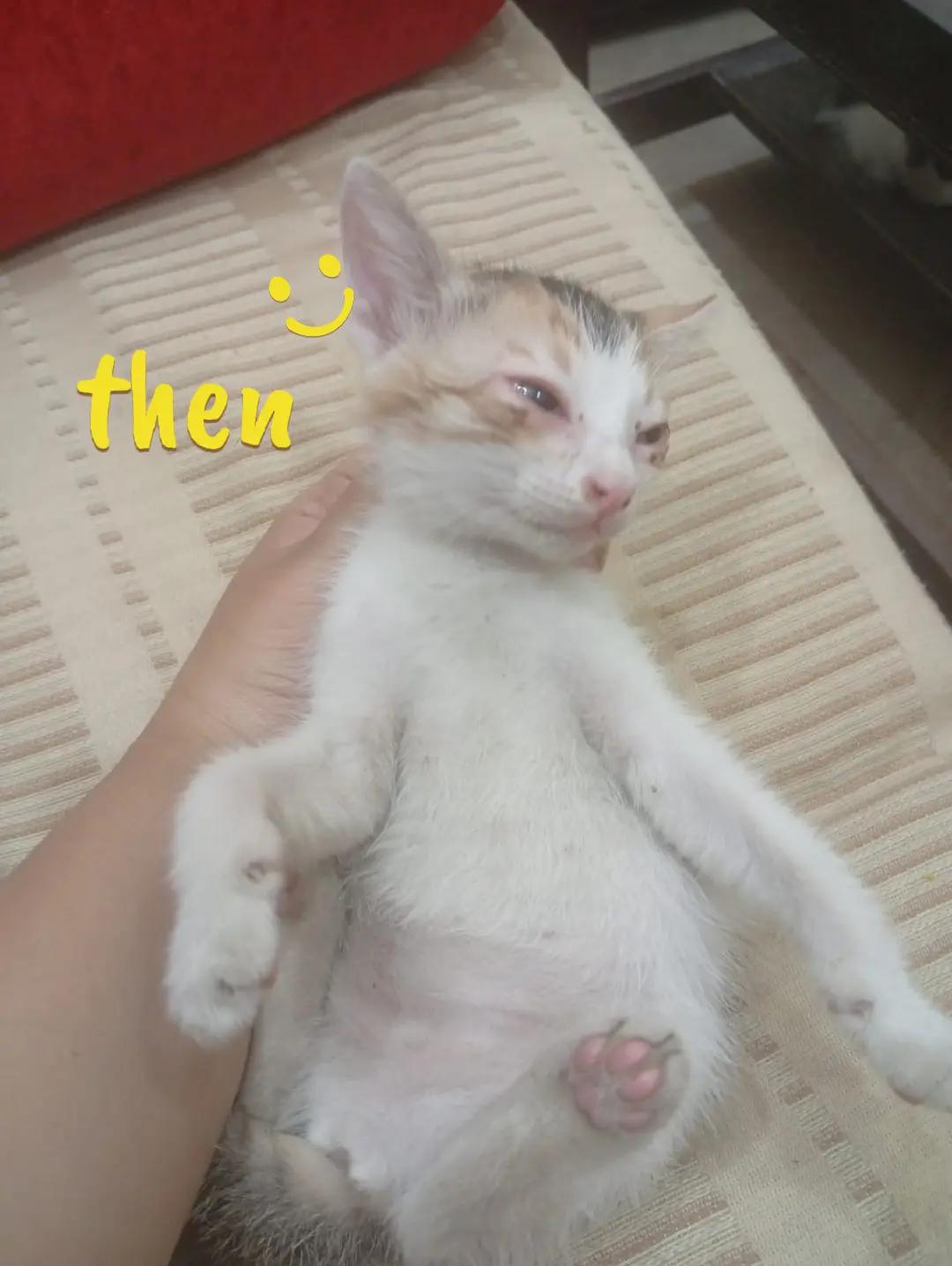 @PawfectLife🐾